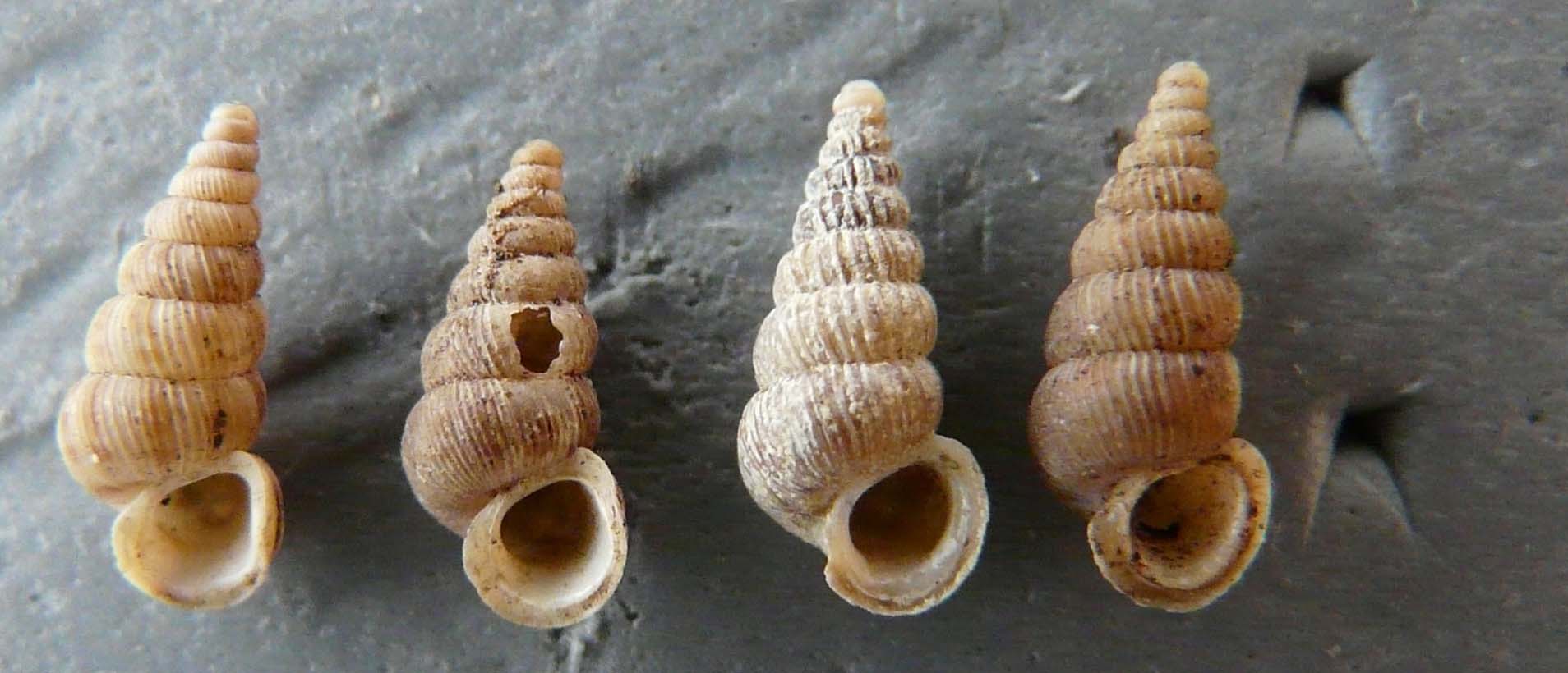 Cochlostoma villae  e considerazioni varie